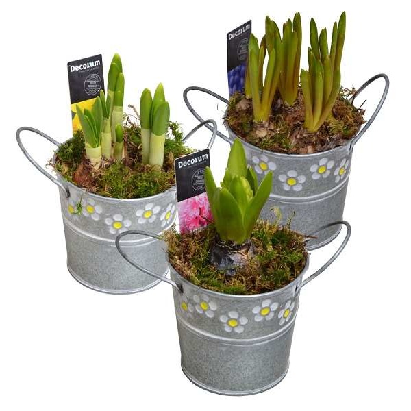 Picture of MIXED BULBS IN ZINC SPRING BUCKET MINI