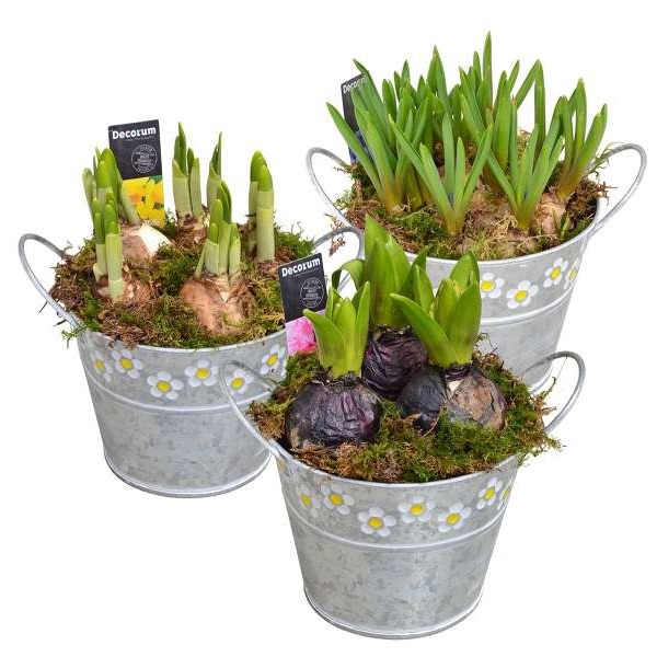 Picture of MIXED BULBS IN ZINC SPRING BUCKET MAXI