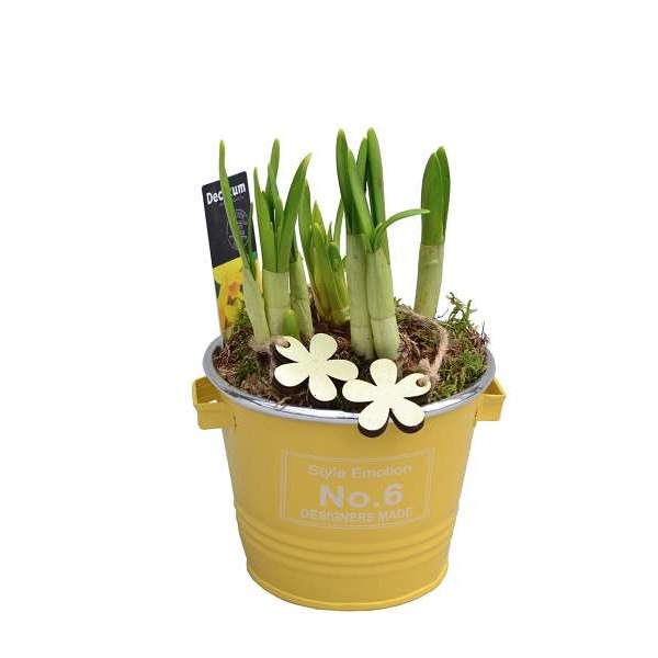 Picture of NARCISSUS COLOURFUL BUCKET MINI