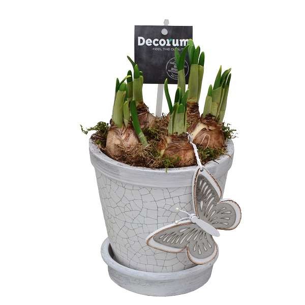Picture of NARCISSUS CRACKLE POT MAXI