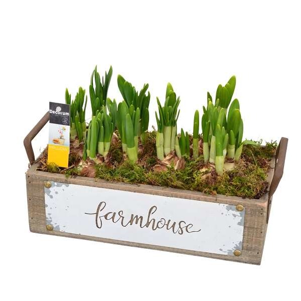 Picture of NARCISSUS WOODEN BOX FARMHOUSE