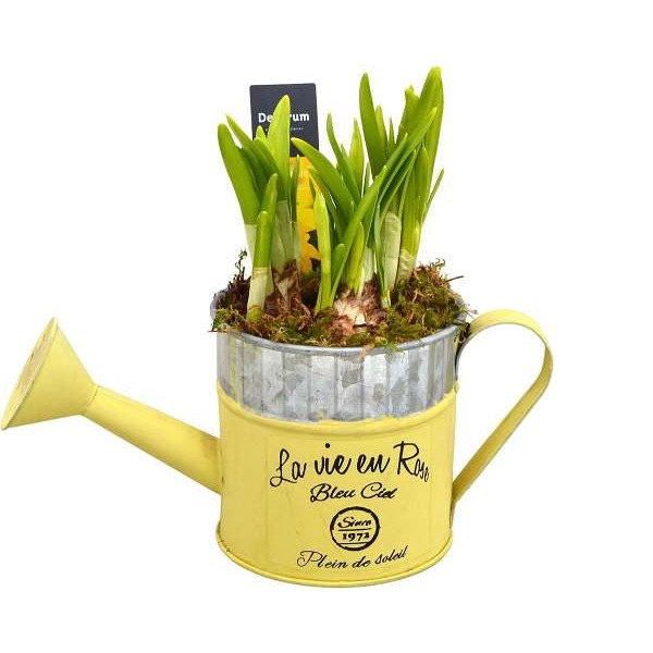 Picture of NARCISSUS WATERING CAN