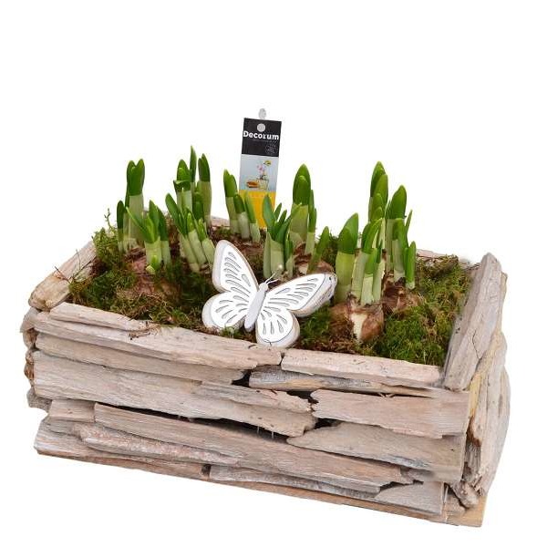 Picture of NARCISSUS TWIGS BOX