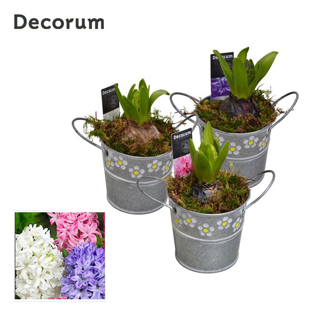 Picture of HYACINTHUS 01BULB ZINC SPRING BUCKET MINI