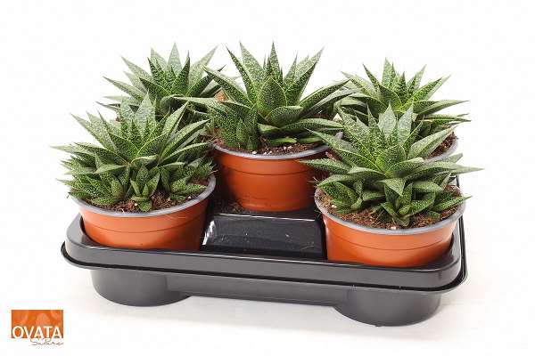 Picture of GASTERIA FLOW