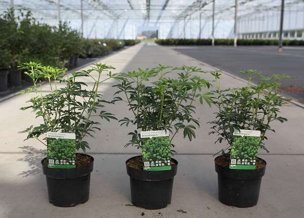 Picture of CHOISYA TERNATA GREENFINGERS