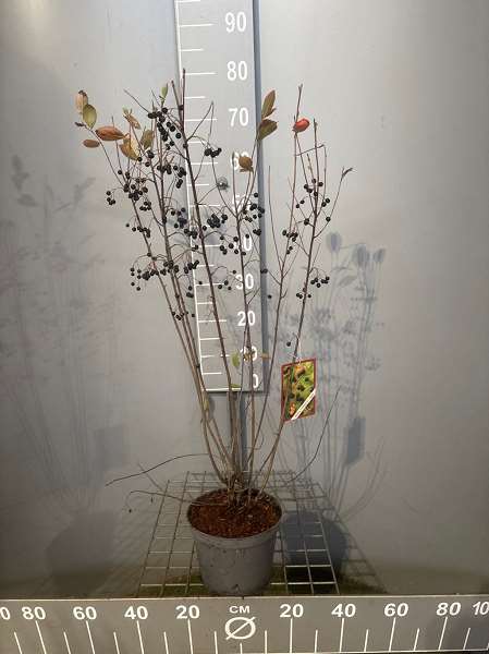 Picture of ARONIA MELANOCARPA HUGIN
