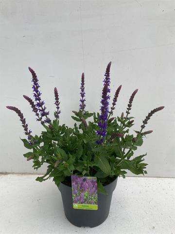 Picture of Salvia superba blue
