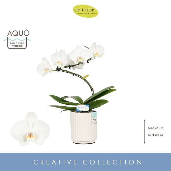 Picture of PHALAENOPSIS 01-STEM BALLETTO WING IN CERAMIC