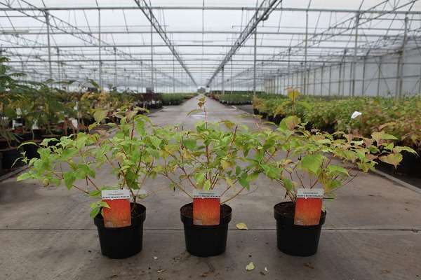 Picture of CORNUS SANGUINEA ANNY'S WINTER ORANGE