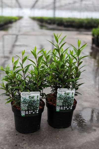 Picture of Sarcococca hookeriana purple gem