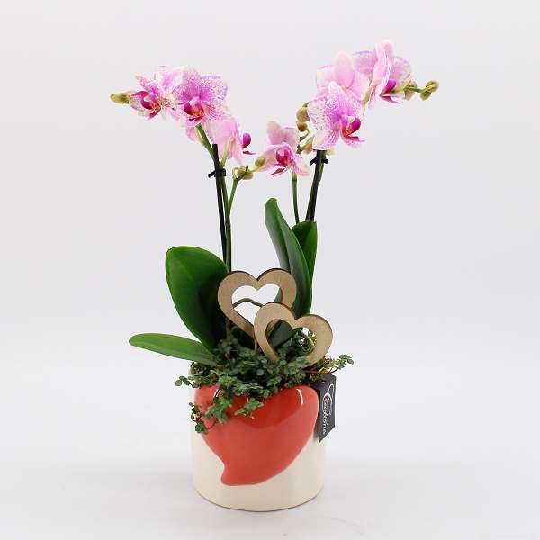 Picture of PHALAENOPSIS ARRANGEMENT 02-STEM ROMANTIC PINK