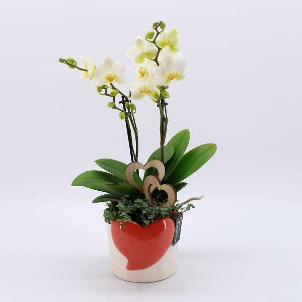 Picture of PHALAENOPSIS  ARRANGEMENT 02-STEM ROMANTIC WHITE