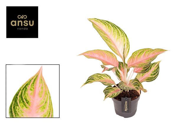 Picture of AGLAONEMA EYECATCHER