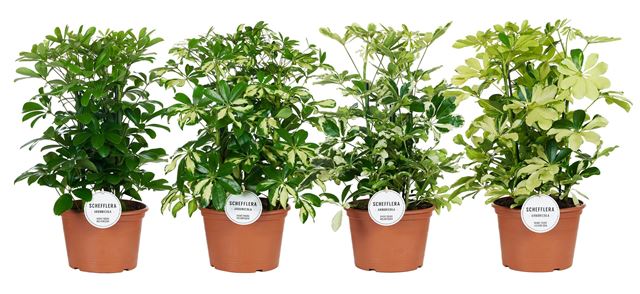 Picture of Schefflera mix 3pp deco pot