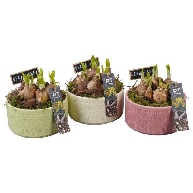 Picture of Narcisssus arrangement