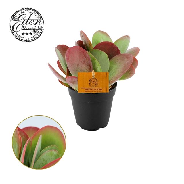 Picture of KALANCHOE THYRSIFLORA