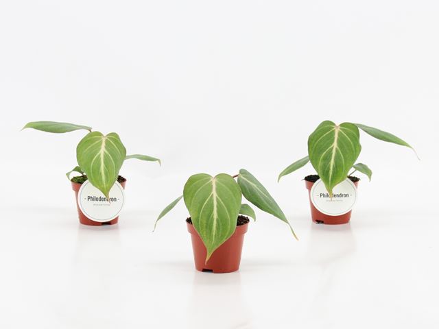 Picture of PHILODENDRON GLORIOSUM