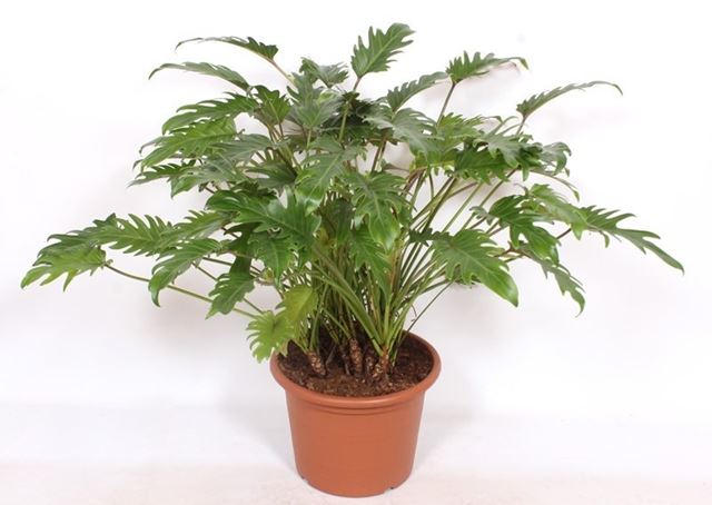 Picture of Philodendron xanadu