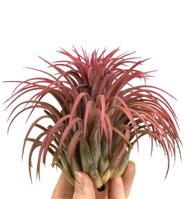 Picture of TILLANDSIA IONANTHA RED