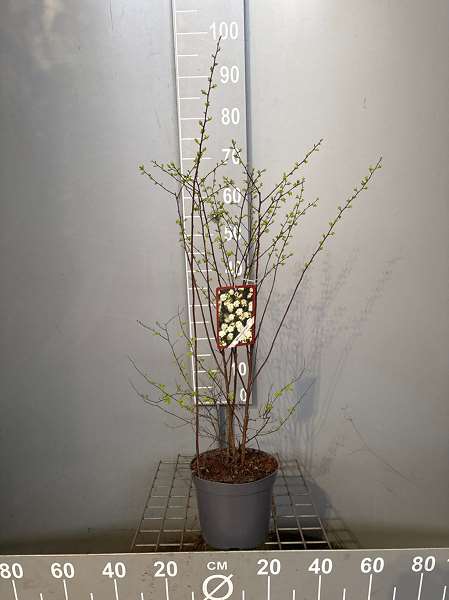 Picture of Spiraea vanhouttei