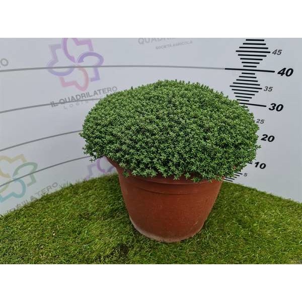 Picture of Thymus vulgaris xl