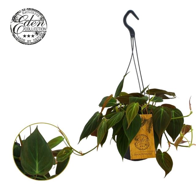 Picture of Philodendron micans hanging basket