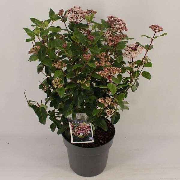 Picture of VIBURNUM TINUS LISAROSE