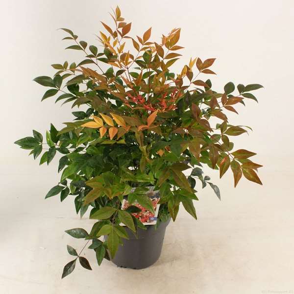 Picture of Nandina domestica gulfstream