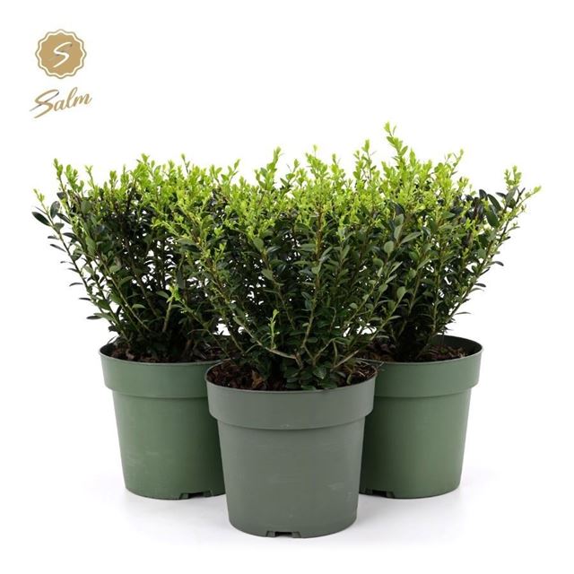Picture of Ilex crenata bush