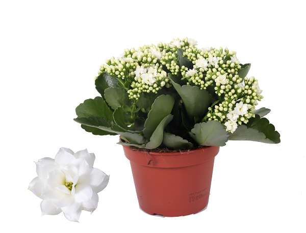 Picture of KALANCHOE BLOSSFELDIANA ROSALINA MIX