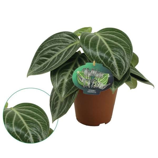 Picture of PEPEROMIA SARCOPHYLLA