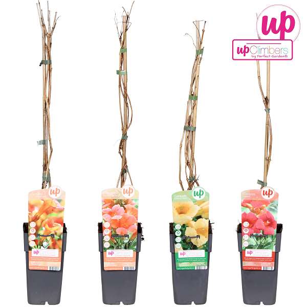 Picture of Campsis mix