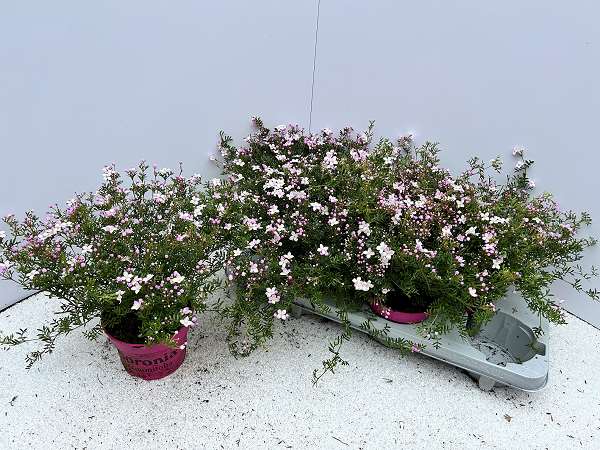 Picture of BORONIA ANEMONIFOLIA