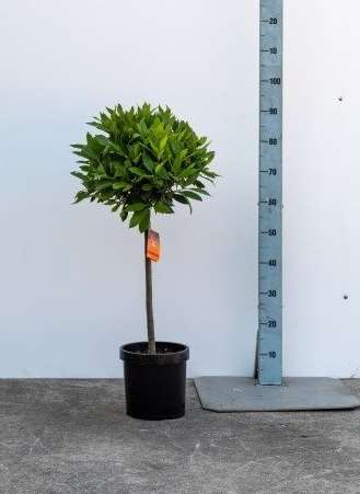 Picture of LAURUS NOBILIS 1/4 STEM 35/40CM HEAD