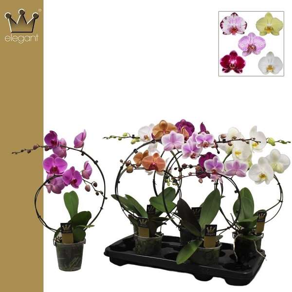 Picture of PHALAENOPSIS 02-STEM RAINBOW MIX