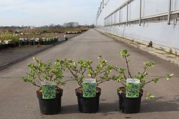 Picture of Lonicera kamtschatica eisbär