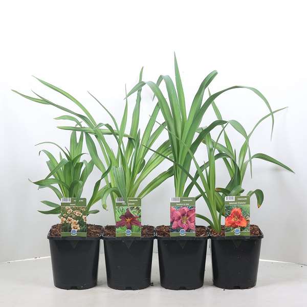 Picture of Hemerocallis mix