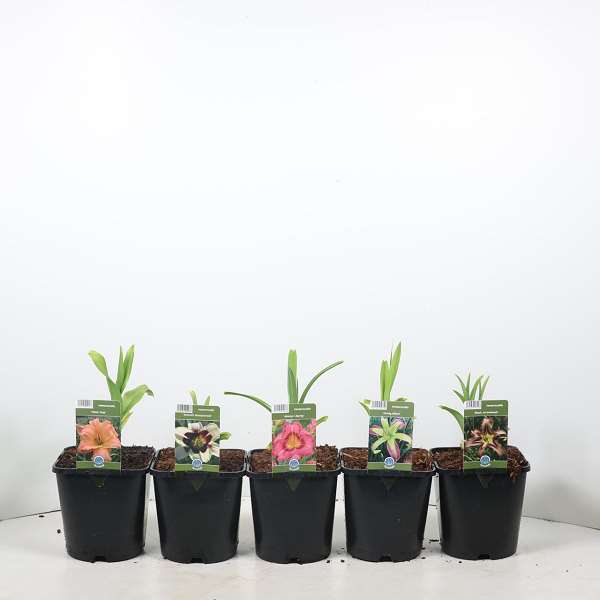 Picture of Hemerocallis mix