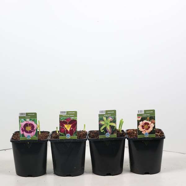 Picture of Hemerocallis mix