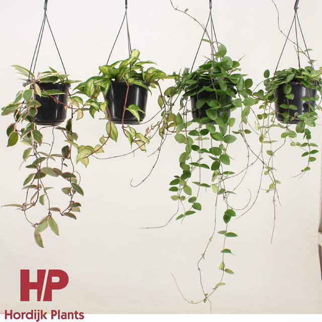 Picture of HOYA MIX HANGING BASKET