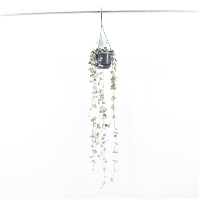 Picture of Ceropegia woodii in hanging basket