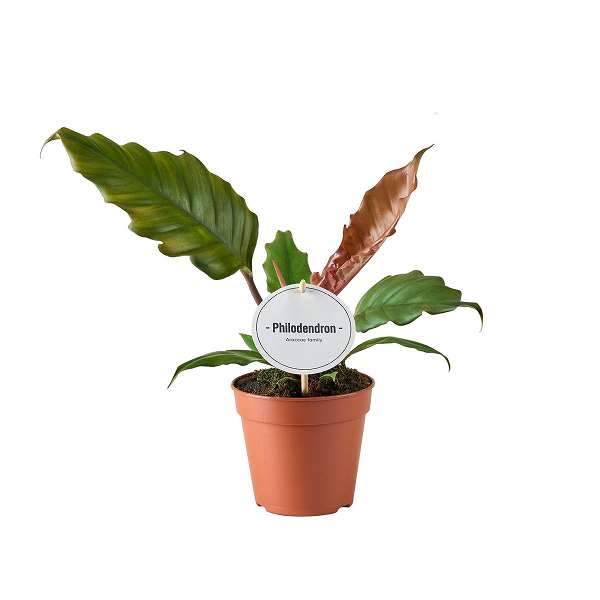 Picture of PHILODENDRON CHOCO EMPRESS