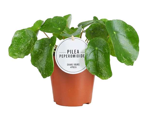 Picture of PILEA PEPEROMIOIDES SUGAR