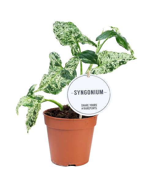 Picture of SYNGONIUM MOTTLED