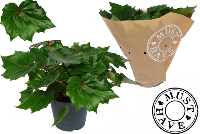 Picture of Begonia rex rubi verde must have