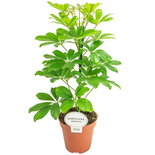 Picture of SCHEFFLERA ARBORICOLA 01PP NORA