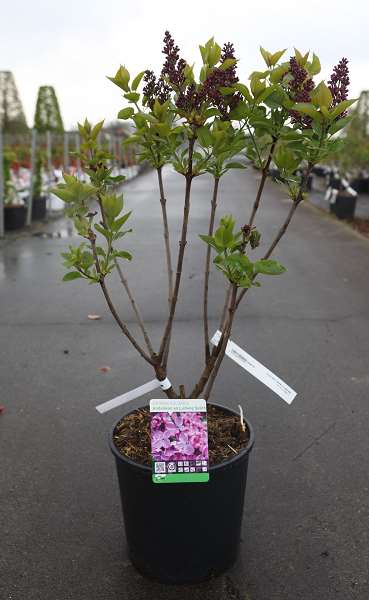 Picture of Syringa vulgaris andenken an ludwig späth