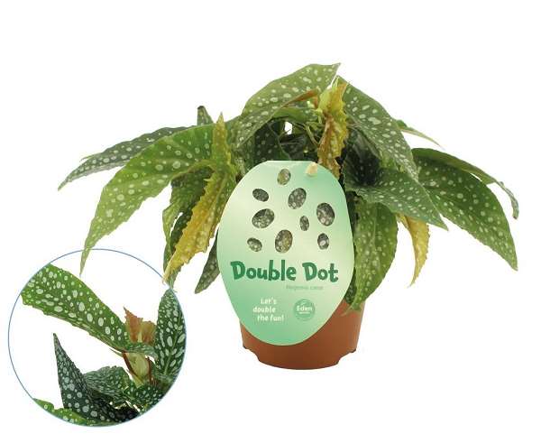 Picture of BEGONIA MACULATA CANE DOUBLE DOT