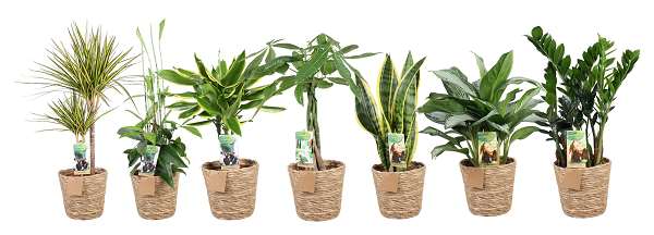 Picture of Foliage mix 'green is' deluxe in basket